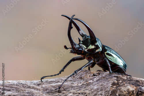 The Atlas beetle - Chalcosoma atlas © Marek R. Swadzba