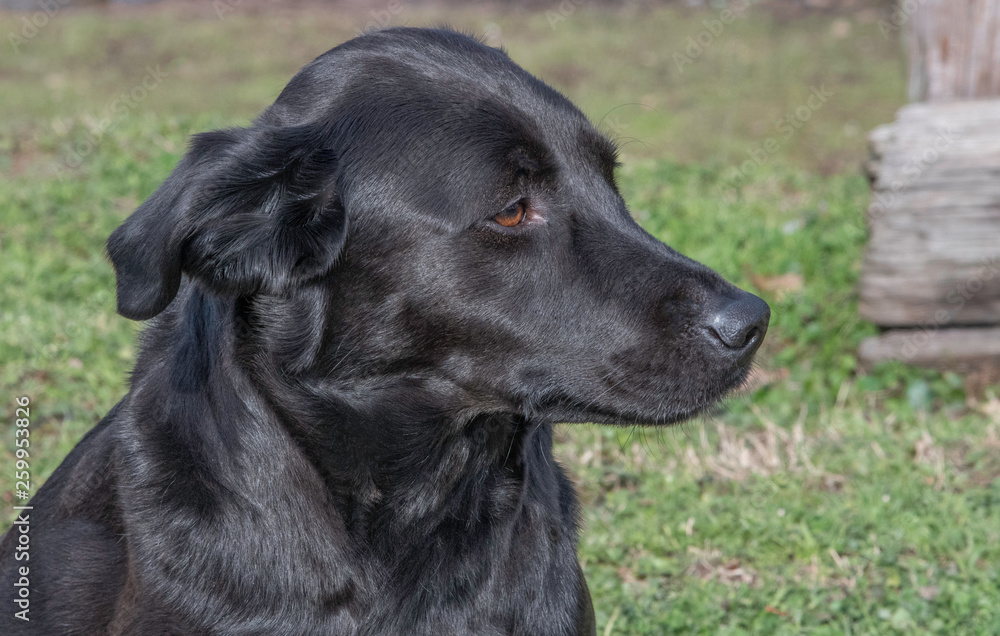 Black Labrador Retriever Black Labrador Retriever