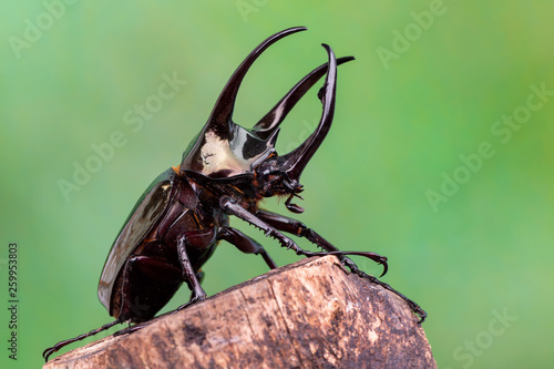 Tableau sur toile The Atlas beetle - Chalcosoma atlas