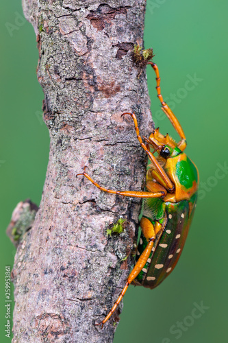 rose chafer beetle - Stephanorrhina guttata photo