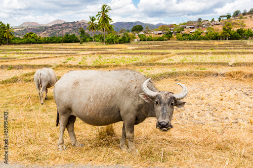 Animal stock in Southeast Asia. Two zebu, buffaloes or cows, cattle on a field. Village on a hill in rural East Timor - Timor-Leste, near Baucau, Vemasse, Caicua photo