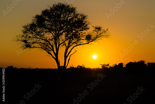   rvore em frente ao p  r-do-sol na Savana