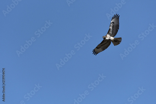 Swainson s Hawk in flight against blue sky