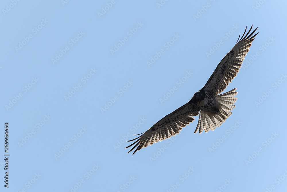 Swainson's Hawk in flight against blue sky Swainson's Hawk in flight against blue sky