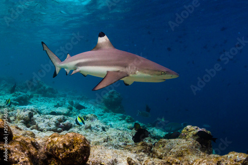 Blacktip reef shark (Carcharhinus melanopterus) swims along the reef edge in the tropical sea © Dudarev Mikhail