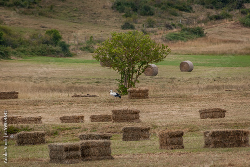 Spain.  Cigueña among alpacas in the shade of a tree