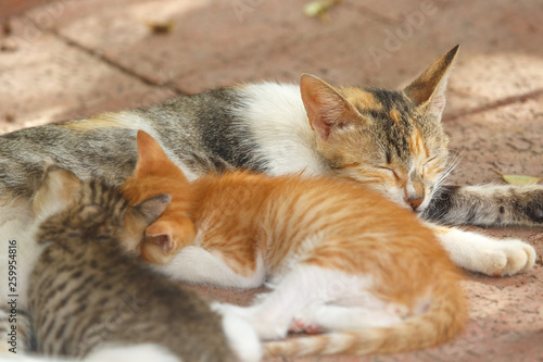 Cat with kittens