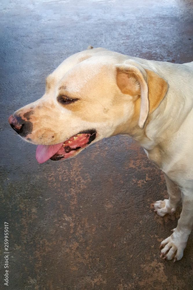 Retrato de cachorro branco de estimação