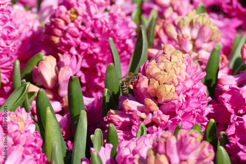 Fototapeta premium bee pollinating pink hyacinths