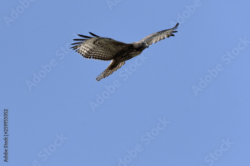 Swainson s Hawk in flight against blue sky