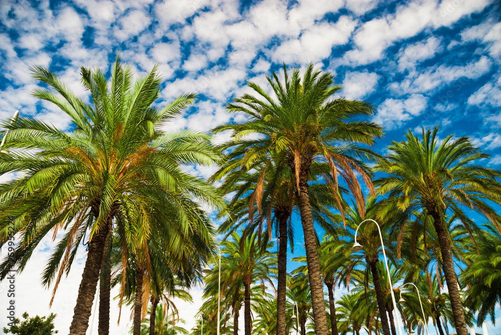 Blue sky palm trees in tropical summer