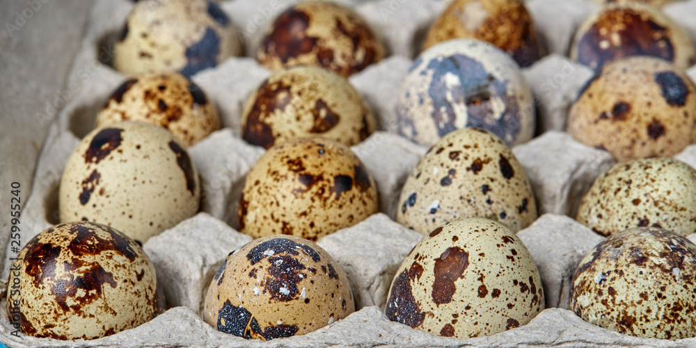 Close-up of quail eggs in cells Close-up of quail eggs in cells