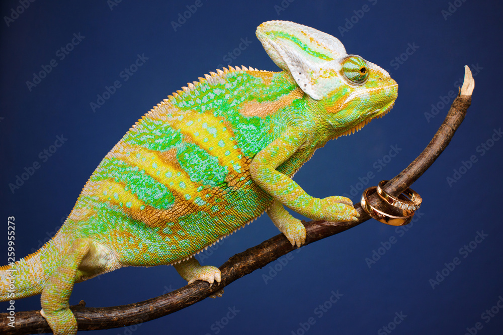 Fototapeta Close-up view of cute colorful exotic chameleon isolated with wedding rings