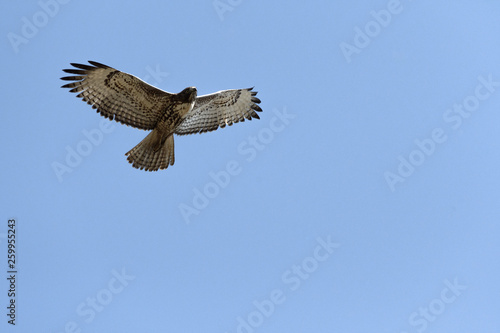 Swainson s Hawk in flight against blue sky