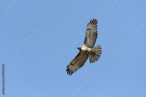 Swainson's Hawk in flight against blue sky © Tabor Chichakly