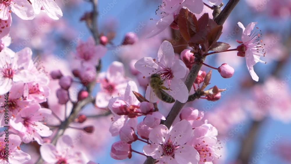 Honey Bee Pollinating Flowers On A Beautiful Spring Tree With The Blue Sky. Collecting pollen from the flowers. Slow Motion. Honey Bee Pollinating Flowers On A Beautiful Spring Tree With The Blue Sky. Collecting pollen from the flowers. Slow Motion.