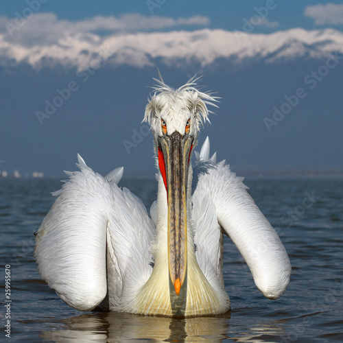 Dalmatian Pelican photo