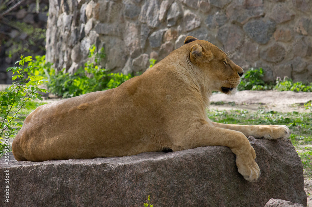 Lioness resting Lioness resting