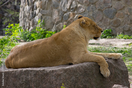 Lioness resting 