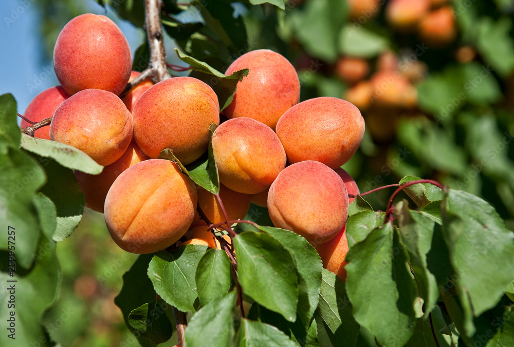 Apricots on Tree in Orchard Apricots on Tree in Orchard