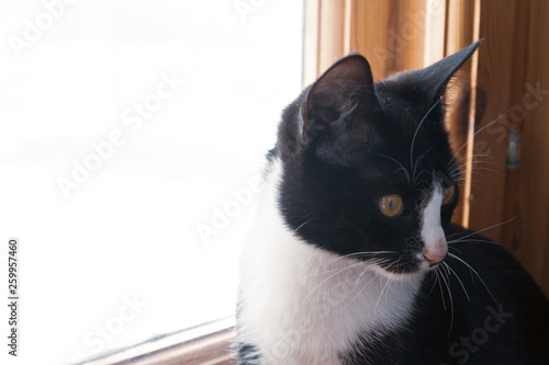 Fototapeta Naklejka Na Ścianę i Meble -  Black and white young cat sitting on a wooden window in the house