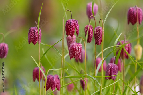 snakes head fritillaria