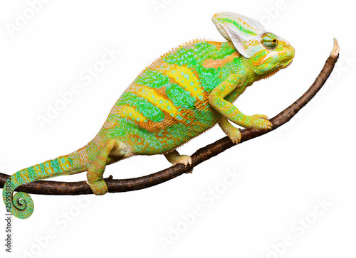 Close-up view of cute colorful exotic chameleon isolated
