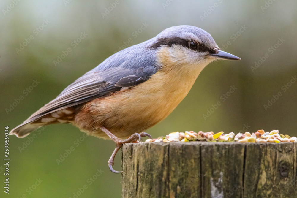Obraz premium nuthatch
