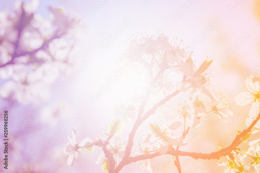 White cherry blossoms in spring sun with sky background