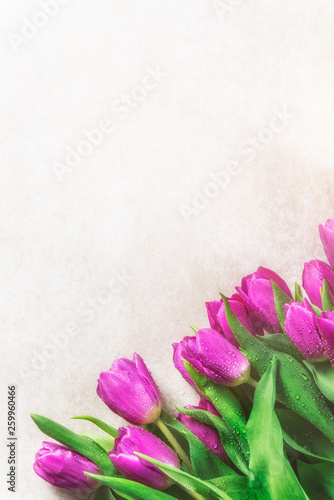 Beautiful purple tulips on grey background