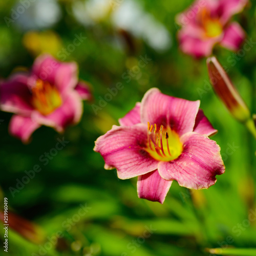 lily flowers. multicolor background