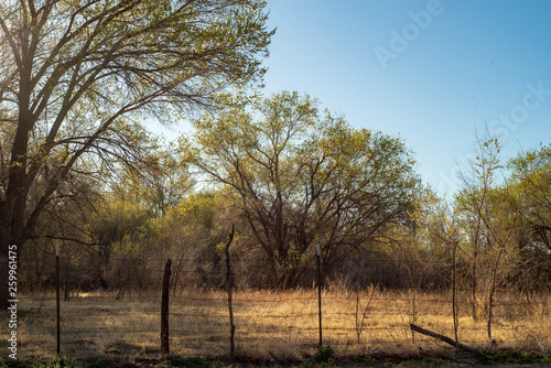 first green buds on trees in brown grassy landscape with rustic fence