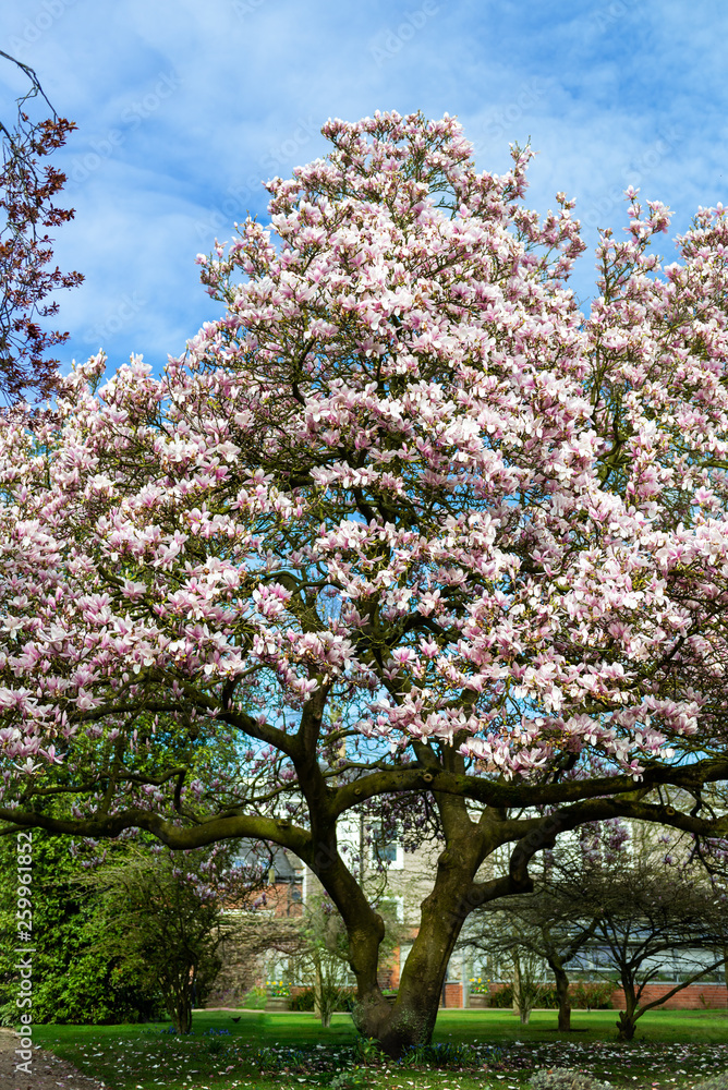 Light Pink Magnolia Tree in English Garden Light Pink Magnolia Tree in English Garden