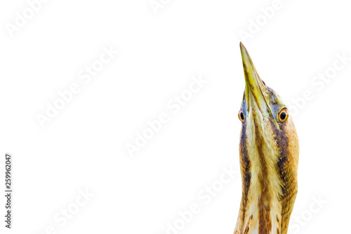 Wild bird Eurasian Bittern. Isolated bird. White background. Botaurus stellaris. photo