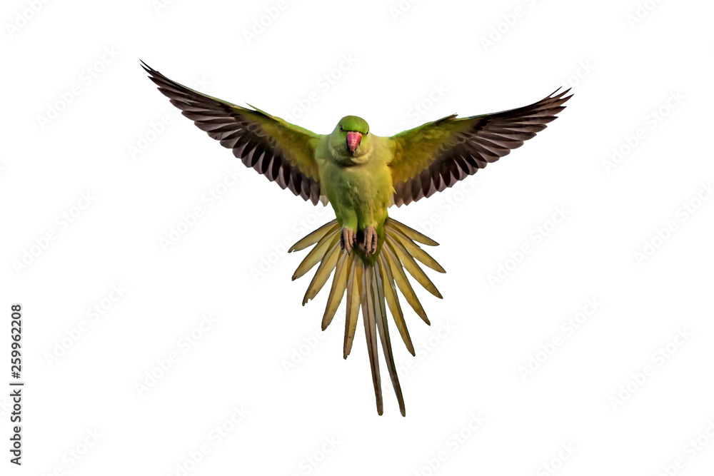 Flying green parrot. Isolated bird. White background. Bird: Rose ringed  Parakeet Stock Photo | Adobe Stock