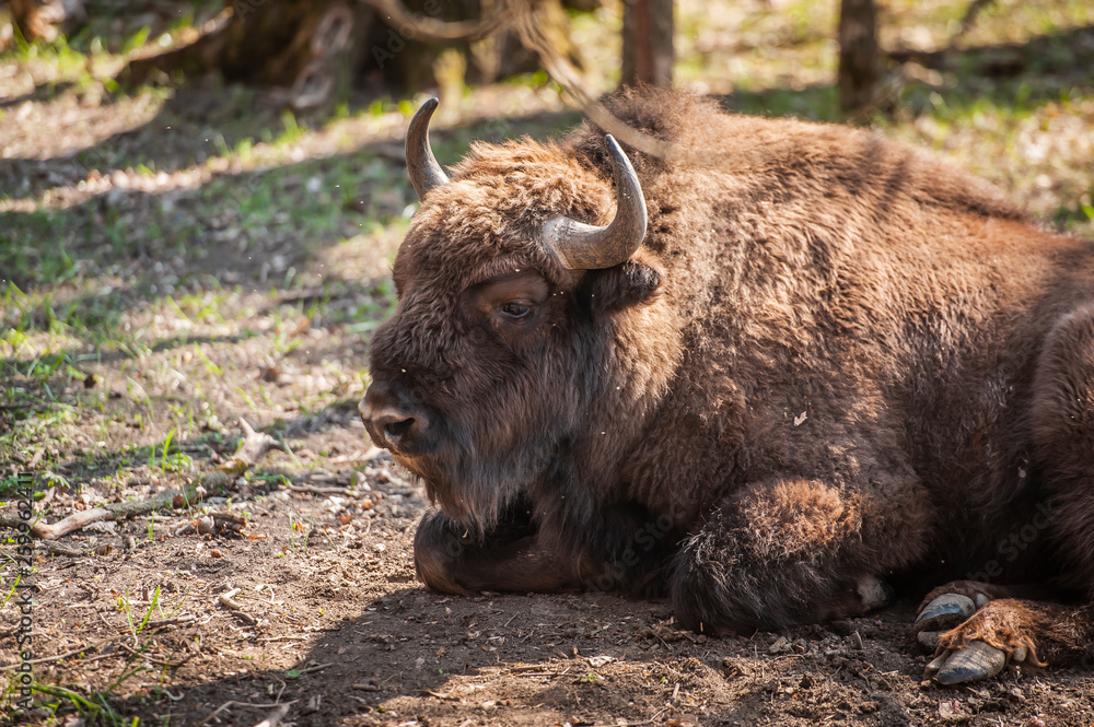 bison in nature bison in nature