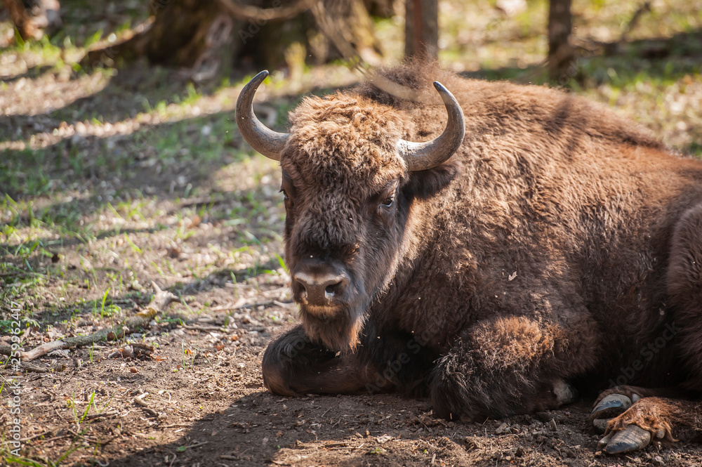 bison in nature bison in nature