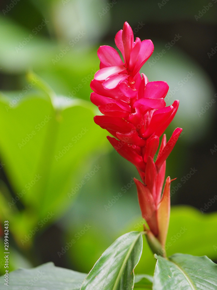 Fototapeta premium OLYMPUS DIGITAL CAMERA