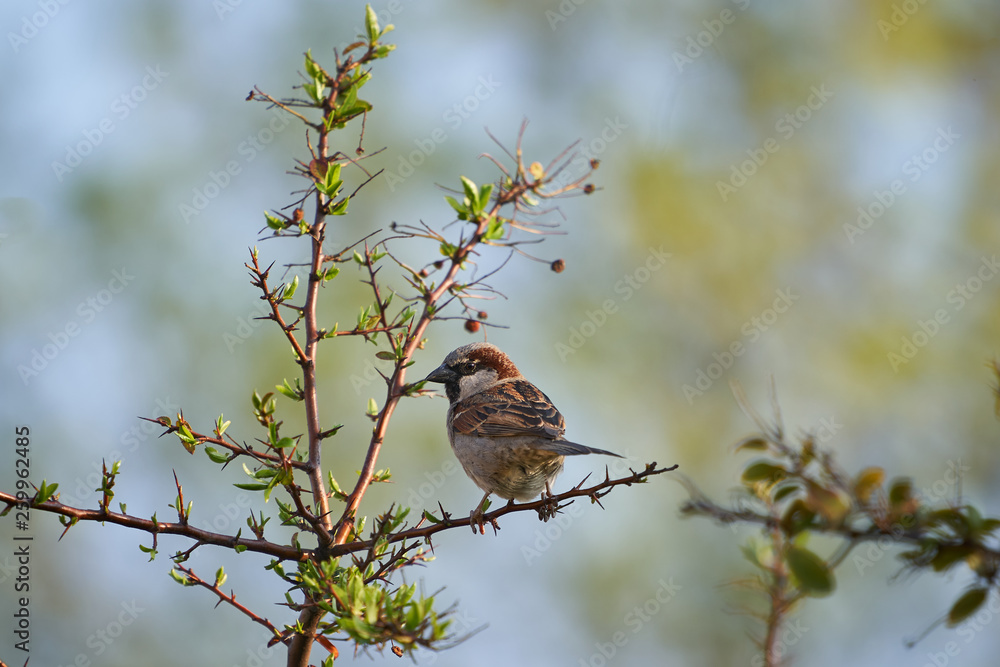 The male house sparrow, Passer domesticus, bird of sparrow family Passeridae sitting on twig of bush in spring day. Bird is strongly associated with human habitation, live in urban or rural settings. The male house sparrow, Passer domesticus, bird of sparrow family Passeridae sitting on twig of bush in spring day. Bird is strongly associated with human habitation, live in urban or rural settings.