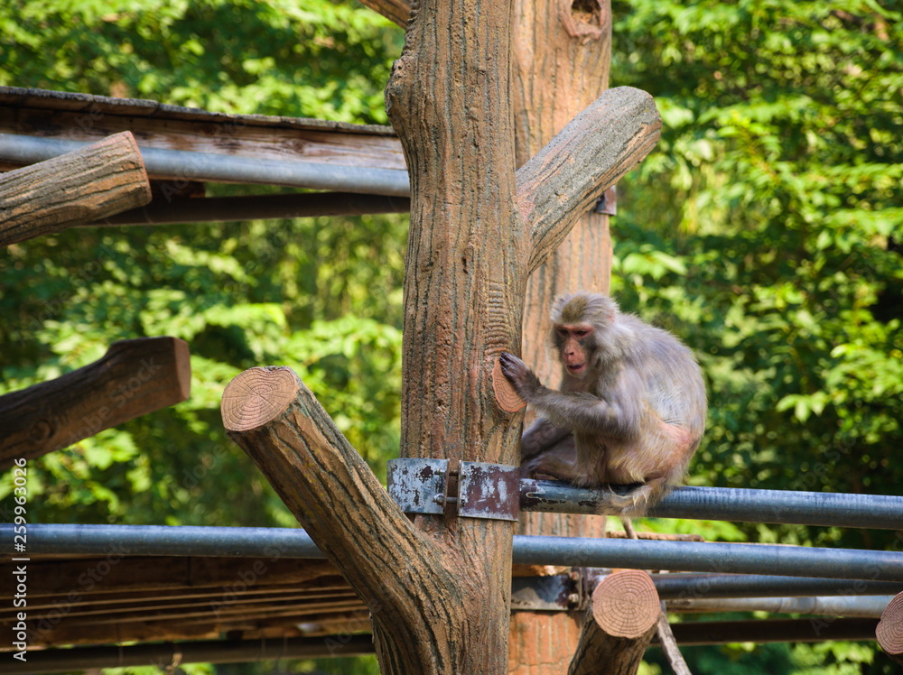 zoo