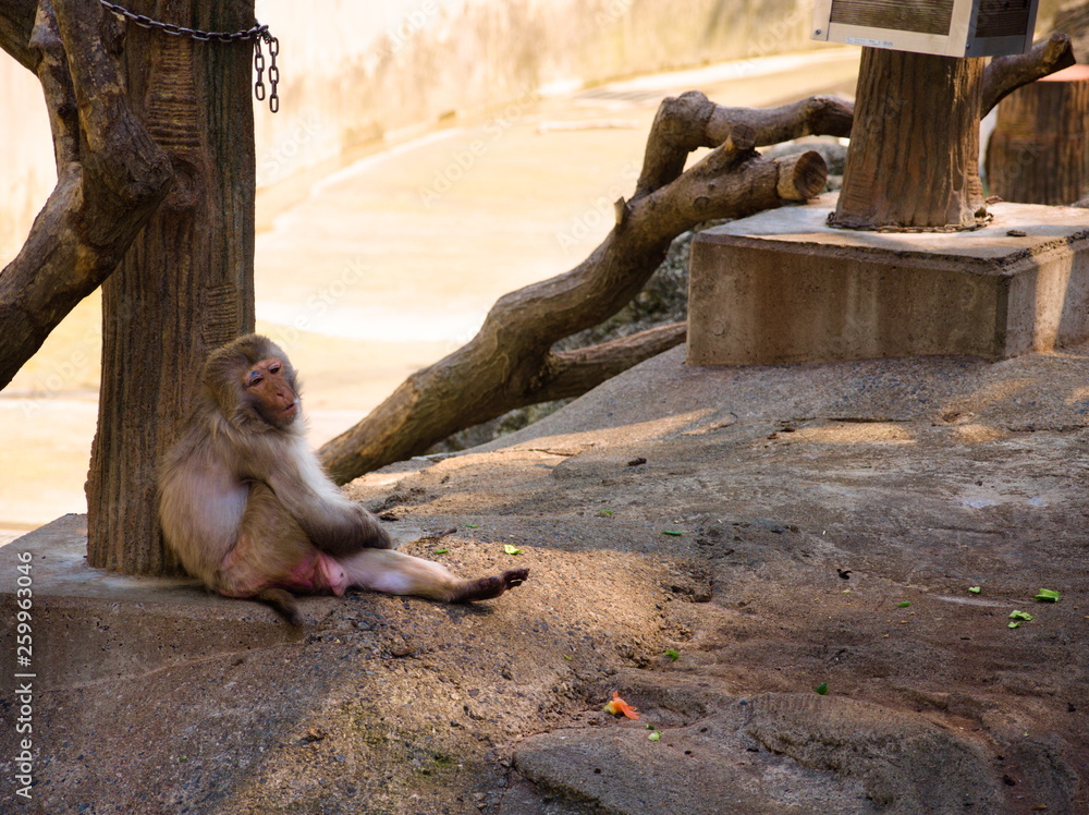 zoo