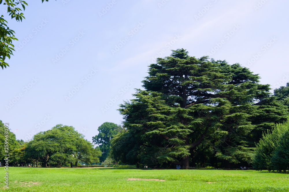 tree in the field