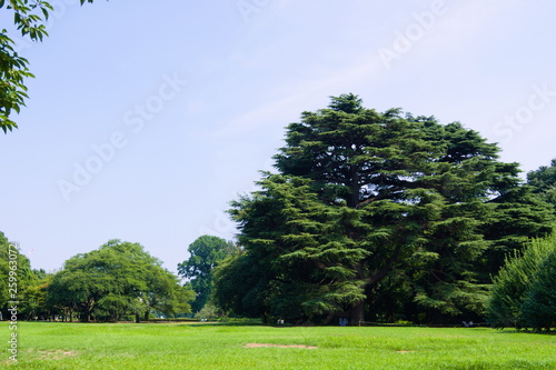 Obraz na płótnie tree in the field w salonie