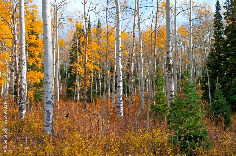 autumn in the forest autumn in the forest