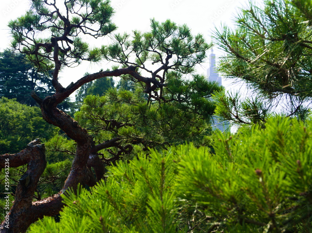 tree in forest