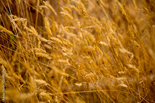 Golden dry grass field hay background 