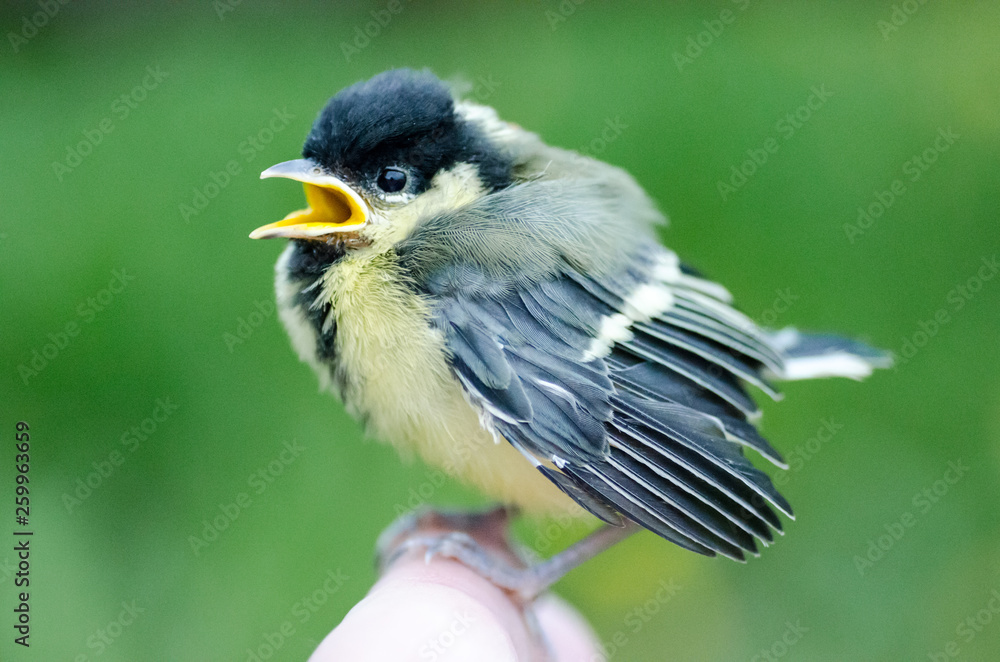 Obraz premium little titmouse