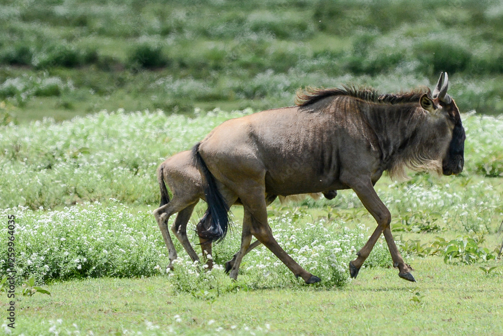 Wildebeest big migration in Ngorongoro in April Wildebeest big migration in Ngorongoro in April