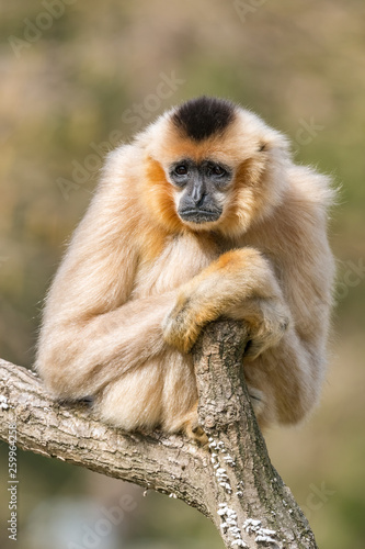 Gibbon sitting on the tree branch looking sad