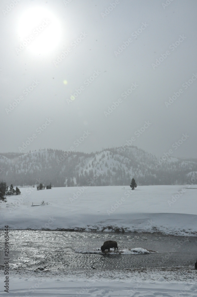 Buffalo in River under Snowy Sky Buffalo in River under Snowy Sky